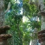 مار پیتون عظیم‌الجثه در یک چشم به هم زدن مثل فنر از درخت بالا می‌رود