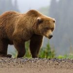 مشاهده یک قلاده خرس با دو توله در این استان/ عکس