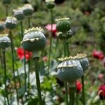 نتایج عجیب یک مطالعه‌ جدید؛ مصریان باستان هم تریاکی بودند