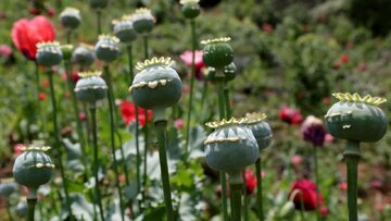 نتایج عجیب یک مطالعه‌ جدید؛ مصریان باستان هم تریاکی بودند