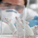 نتیجه شگفتانگیز رها کردن موشهای آزمایشگاهی در طبیعت