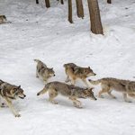 هشدار، خطر نزدیک شدن حیوانات وحشی به مناطق مسکونی/ ماجرا چیست؟