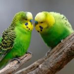 پرندهها چگونه دوست پیدا میکنند؟