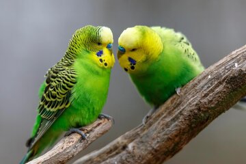 پرنده‌ها چگونه دوست پیدا می‌کنند؟