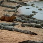 چرا تمساح این طعمه آسان را شکار نمی‌کند؟ / راز یک همزیستی عجیب