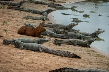 چرا تمساح این طعمه آسان را شکار نمی‌کند؟ / راز یک همزیستی عجیب