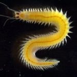 چشمی که هرگز پیر نمی‌شود