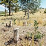 کاغذ مصرف می کنیم که کتاب درسی چاپ شود؛ این یعنی نابودی جنگلهای هیرکانی