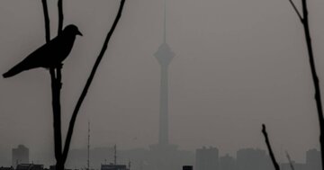 کاهش محسوس جمعیت گنجشک‌ها در تهران/ پرندگان مهاجر تهران را دور می‌زنند