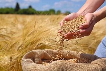 گندم به بالاترین سطح قیمتی رسید/ سیگنال تازه وارد بازار جهانی گندم شد