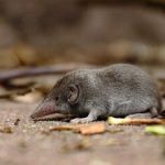 تأیید رسمی انقراض یک گونه