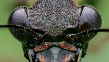 ماشین کشتار جنگلهای بارانی با آروارهای ترسناک و سرعتی باورنکردنی / عکس