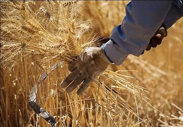 خبر مهم درباره قیمت جدید گندم/نرخ گندم از این رقم کمتر نخواهد بود