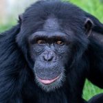 دانشمندان ثابت کردند میمونها هم «تخیل» میکنند