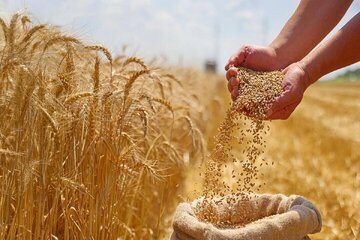 دولت به گندم یارانه میدهد؟