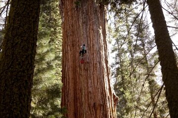 غولپیکرترین موجود زنده که پس ۲ هزار سال هنوز نفس میکشد