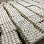 قیمت جدید تخممرغ اعلام شد/ قیمت تخممرغ در ماه رمضان چه تغییری میکند؟