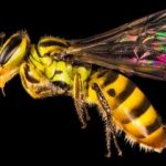 چند گونه زنبور در جهان وجود دارد؟ / بیشتر از چیزی است که فکرش را میکنید