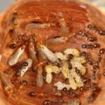 کشف گونهای مورچه که نر و کارگر ندارد / همه ملکه هستند