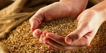 گندمکاران حتما بخوانند/ قیمت جدید درباره قیمت احتمالی گندم/ قیمت گندم چقدر گران میشود؟