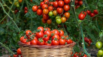 گوجه‌فرنگی میوه است یا سبزی؟