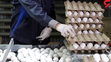 صادرات تخم‌مرغ آزاد شد