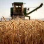 گندم‌کاران حتما بخوانند/ زمان واریز مطالبات گندم‌کاران اعلام شد + جزییات