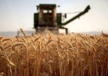 گندم‌کاران حتما بخوانند/ زمان واریز مطالبات گندم‌کاران اعلام شد + جزییات